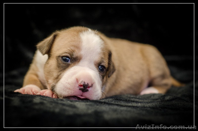 Резервирование высокопородных щенков амстаффа  - <ro>Изображение</ro><ru>Изображение</ru> #7, <ru>Объявление</ru> #1306445