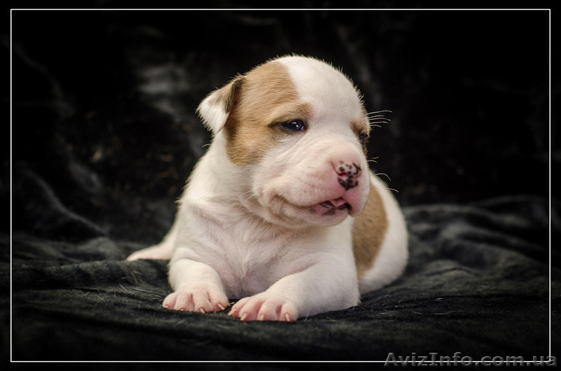 Щенки от Чемпионов Американский Стаффордширский Терьер(девочки). - <ro>Изображение</ro><ru>Изображение</ru> #6, <ru>Объявление</ru> #305088