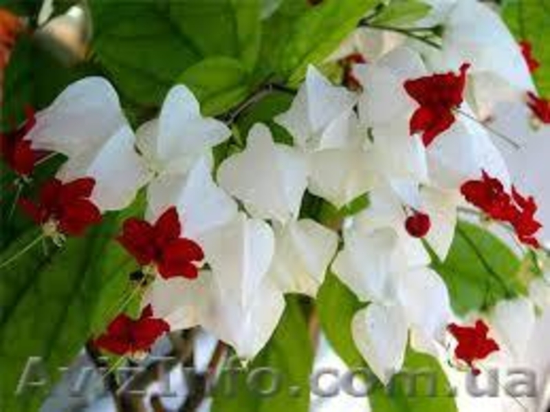 Экзотика! Азистазия пестролистная с бутонами! клеродендрумы - <ro>Изображение</ro><ru>Изображение</ru> #3, <ru>Объявление</ru> #1301005