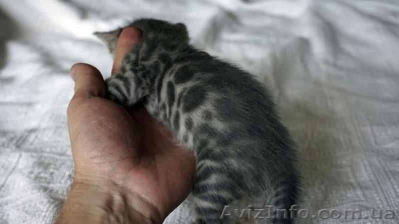 Элитные бенгальские котята выставочного класса по летней скидке - <ro>Изображение</ro><ru>Изображение</ru> #3, <ru>Объявление</ru> #1302557