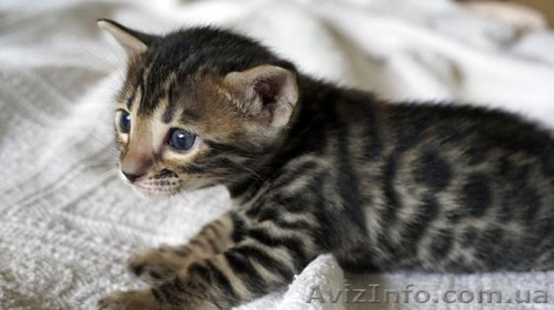 Элитные бенгальские котята выставочного класса по летней скидке - <ro>Изображение</ro><ru>Изображение</ru> #2, <ru>Объявление</ru> #1302557