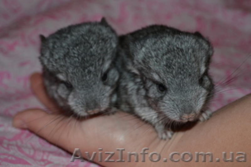 Продам шиншилл, недорого - <ro>Изображение</ro><ru>Изображение</ru> #1, <ru>Объявление</ru> #1302082