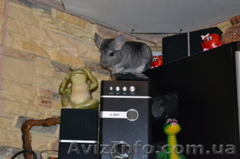 Продам шиншилл, недорого - <ro>Изображение</ro><ru>Изображение</ru> #2, <ru>Объявление</ru> #1302082