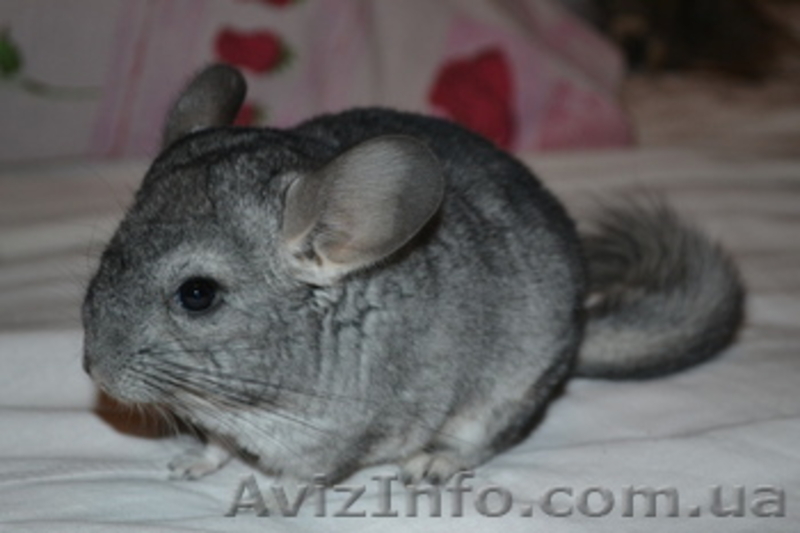 Продам шиншилл, недорого - <ro>Изображение</ro><ru>Изображение</ru> #3, <ru>Объявление</ru> #1302082