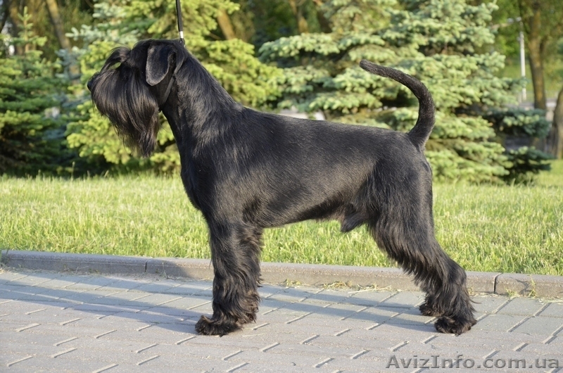 Щенки миттельшнауцера черного окраса - <ro>Изображение</ro><ru>Изображение</ru> #2, <ru>Объявление</ru> #1308586