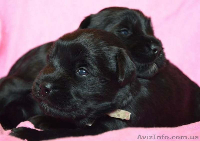 Щенки миттельшнауцера черного окраса - <ro>Изображение</ro><ru>Изображение</ru> #3, <ru>Объявление</ru> #1308586