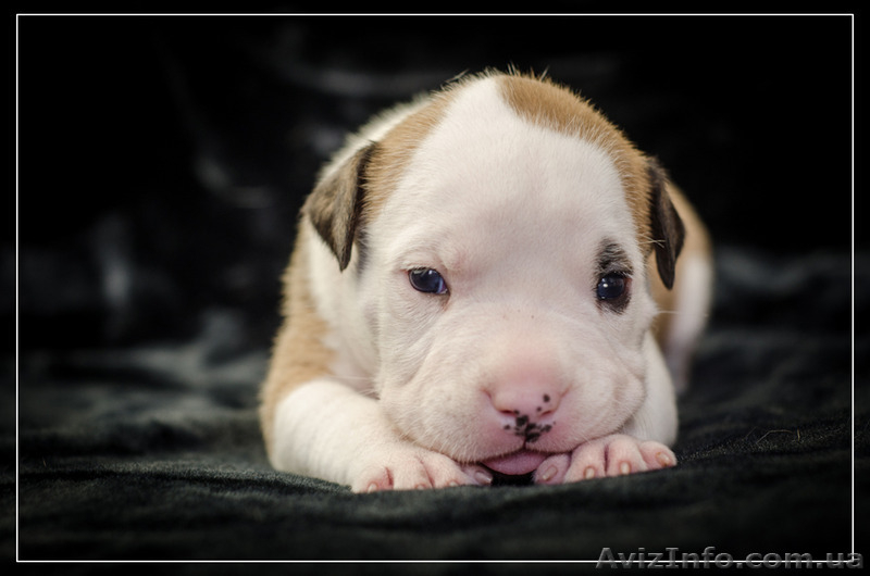 Роскошные щенки Ам.Стафф.Терьера КСУ. .. - <ro>Изображение</ro><ru>Изображение</ru> #8, <ru>Объявление</ru> #1309447