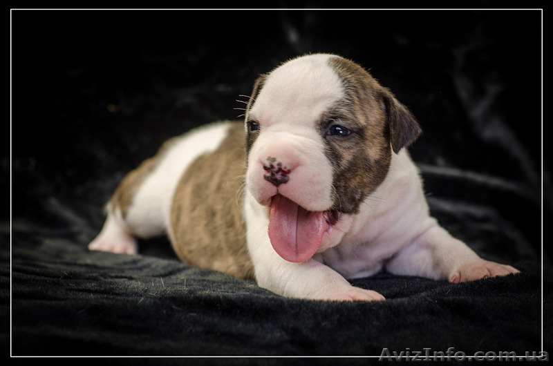 Роскошные щенки Ам.Стафф.Терьера КСУ. .. - <ro>Изображение</ro><ru>Изображение</ru> #2, <ru>Объявление</ru> #1309447