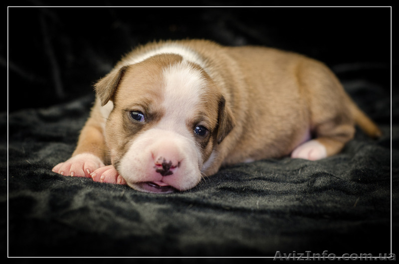 Роскошные щенки Ам.Стафф.Терьера КСУ. .. - <ro>Изображение</ro><ru>Изображение</ru> #3, <ru>Объявление</ru> #1309447