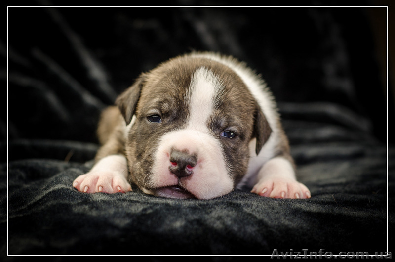 Роскошные щенки Ам.Стафф.Терьера КСУ. .. - <ro>Изображение</ro><ru>Изображение</ru> #6, <ru>Объявление</ru> #1309447