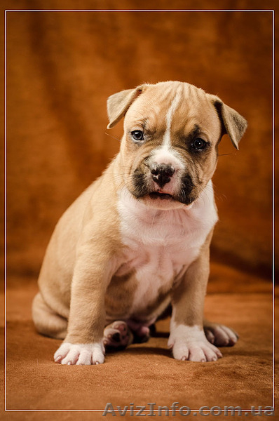 Предлагаю щенков АСТ  - <ro>Изображение</ro><ru>Изображение</ru> #5, <ru>Объявление</ru> #1312653