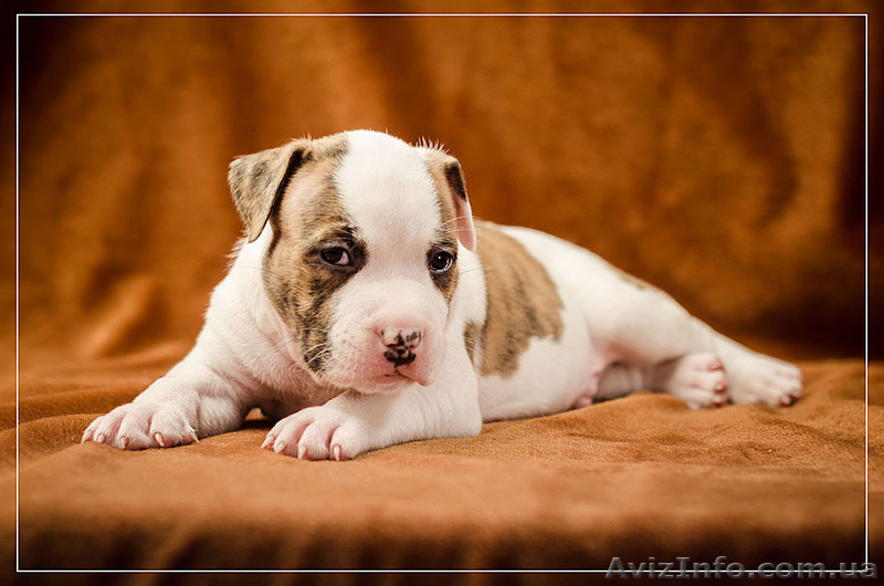 Предлагаю щенков АСТ  - <ro>Изображение</ro><ru>Изображение</ru> #6, <ru>Объявление</ru> #1312653