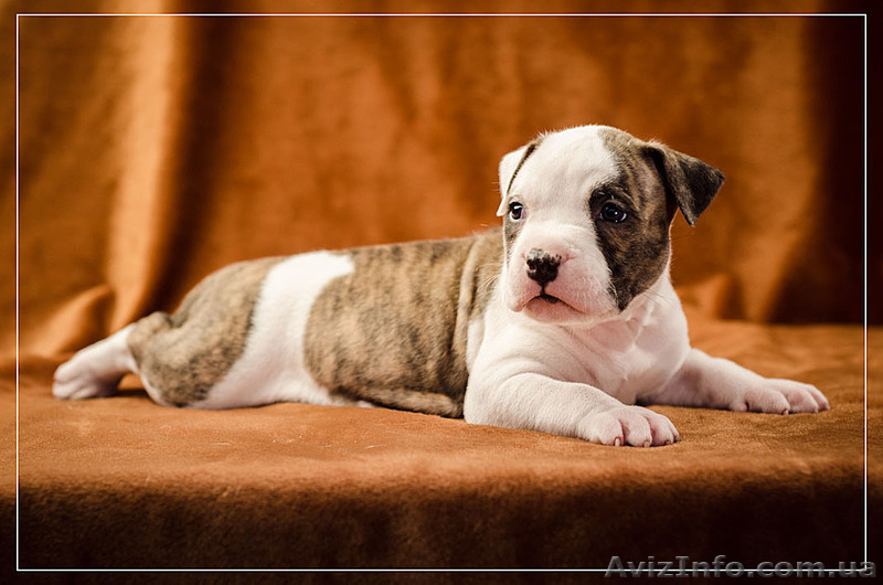 Красивые стаффодетки  - <ro>Изображение</ro><ru>Изображение</ru> #6, <ru>Объявление</ru> #1315131