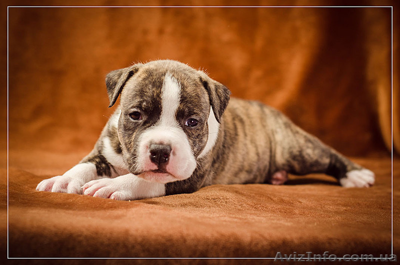 Предлагаю щенков АСТ  - <ro>Изображение</ro><ru>Изображение</ru> #9, <ru>Объявление</ru> #1312653