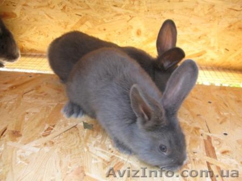 Продам кроликов породы Венский Голубой - <ro>Изображение</ro><ru>Изображение</ru> #3, <ru>Объявление</ru> #1317635
