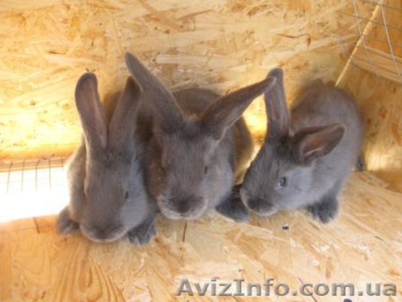 Продам кроликов породы Венский Голубой - <ro>Изображение</ro><ru>Изображение</ru> #1, <ru>Объявление</ru> #1317635