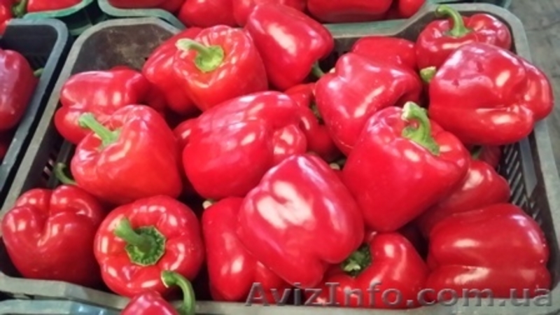 Перец. Прямые поставки из Испании - <ro>Изображение</ro><ru>Изображение</ru> #1, <ru>Объявление</ru> #1329032