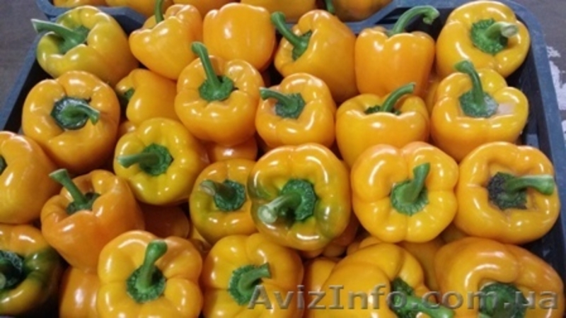 Перец. Прямые поставки из Испании - <ro>Изображение</ro><ru>Изображение</ru> #2, <ru>Объявление</ru> #1329032