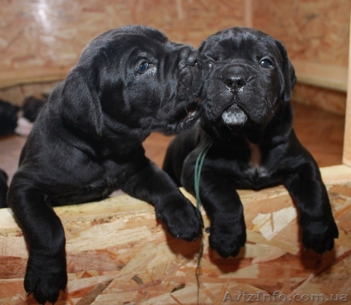 Щенки кане корсо из профессионального питомника - <ro>Изображение</ro><ru>Изображение</ru> #2, <ru>Объявление</ru> #1325059