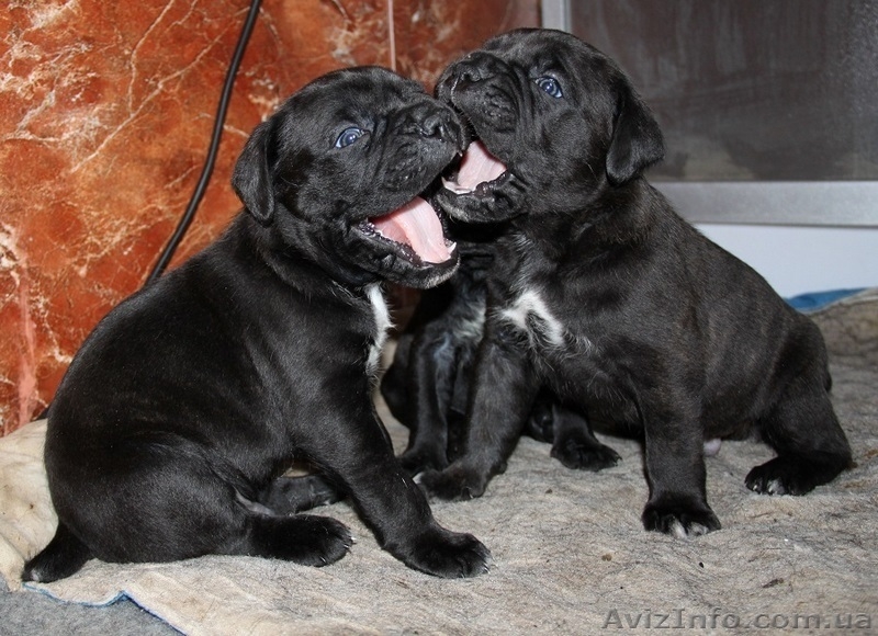 Щенки кане корсо из профессионального питомника - <ro>Изображение</ro><ru>Изображение</ru> #3, <ru>Объявление</ru> #1325059