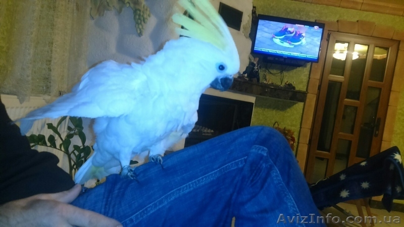 Продам Жако Алохвостый ручные птенцы - <ro>Изображение</ro><ru>Изображение</ru> #4, <ru>Объявление</ru> #1328571