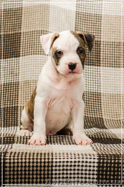 Малышня  Амстффы - <ro>Изображение</ro><ru>Изображение</ru> #3, <ru>Объявление</ru> #1323315