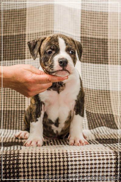 Малышня  Амстффы - <ro>Изображение</ro><ru>Изображение</ru> #4, <ru>Объявление</ru> #1323315