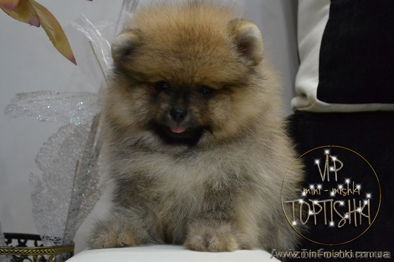 Щенки карликового Померанского шпица VIP-Classa!!!! - <ro>Изображение</ro><ru>Изображение</ru> #4, <ru>Объявление</ru> #1319633