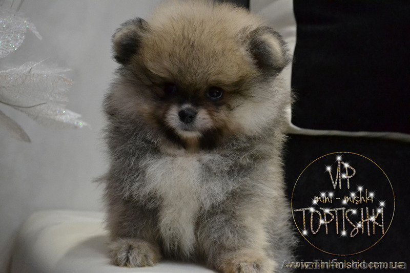 Щенки карликового Померанского шпица VIP-Classa!!!! - <ro>Изображение</ro><ru>Изображение</ru> #6, <ru>Объявление</ru> #1319633