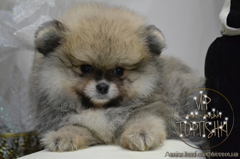 Щенки карликового Померанского шпица VIP-Classa!!!! - <ro>Изображение</ro><ru>Изображение</ru> #7, <ru>Объявление</ru> #1319633
