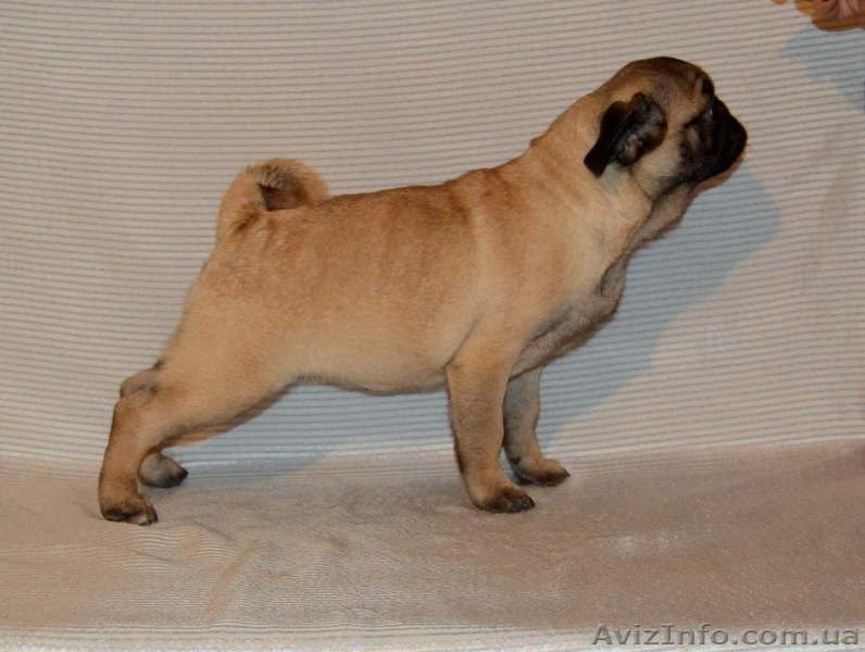 Абрикосовая девочка мопс 3,5 мес - <ro>Изображение</ro><ru>Изображение</ru> #5, <ru>Объявление</ru> #1327761