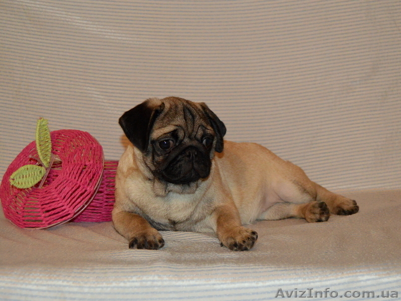 Абрикосовая девочка мопс 3,5 мес - <ro>Изображение</ro><ru>Изображение</ru> #4, <ru>Объявление</ru> #1327761