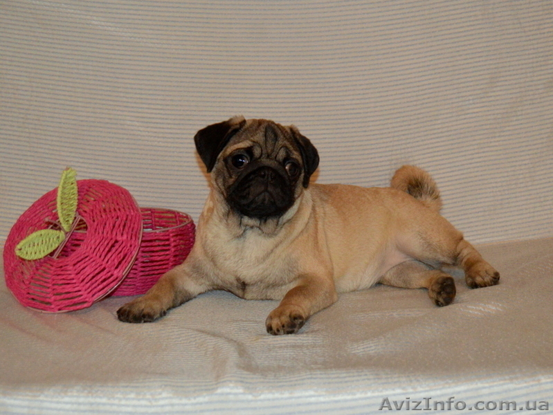 Абрикосовая девочка мопс 3,5 мес - <ro>Изображение</ro><ru>Изображение</ru> #1, <ru>Объявление</ru> #1327761