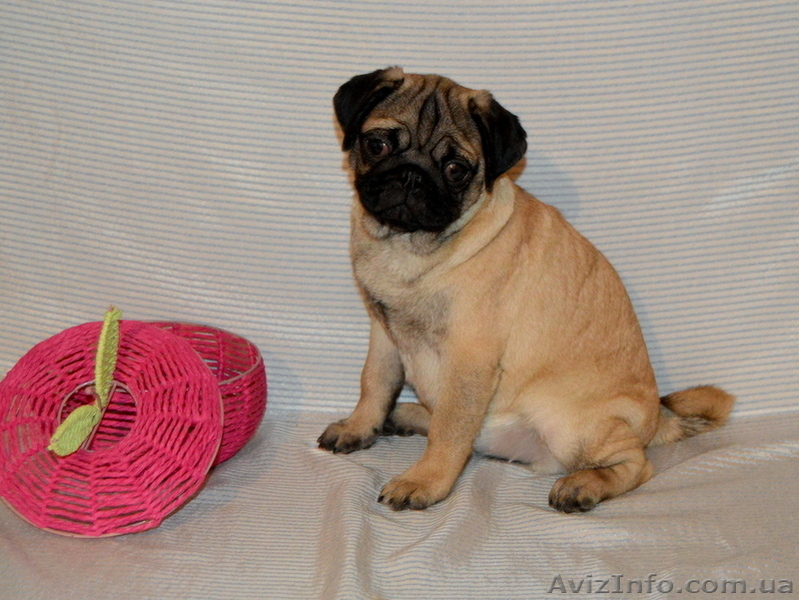 Абрикосовая девочка мопс 3,5 мес - <ro>Изображение</ro><ru>Изображение</ru> #7, <ru>Объявление</ru> #1327761