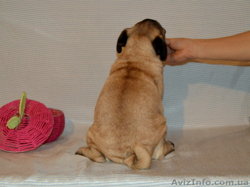 Абрикосовая девочка мопс 3,5 мес - <ro>Изображение</ro><ru>Изображение</ru> #9, <ru>Объявление</ru> #1327761