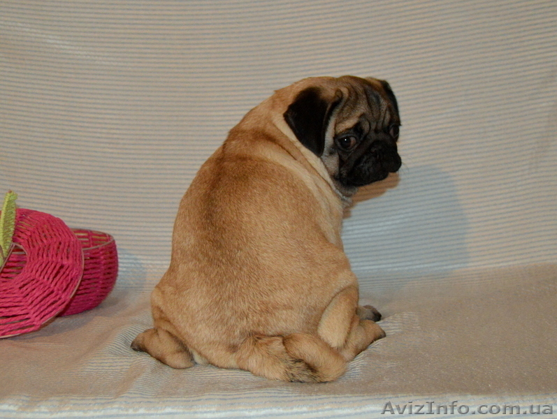 Абрикосовая девочка мопс 3,5 мес - <ro>Изображение</ro><ru>Изображение</ru> #10, <ru>Объявление</ru> #1327761