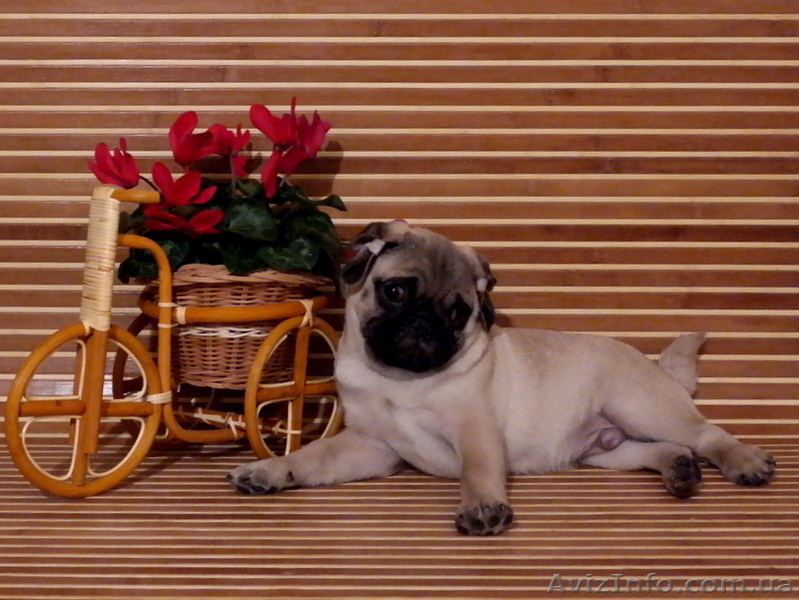 Щенок мопс мальчик КСУ-FCI - <ro>Изображение</ro><ru>Изображение</ru> #1, <ru>Объявление</ru> #1325448