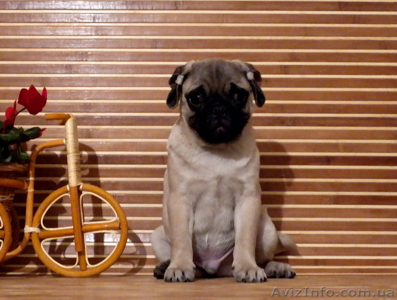 Щенок мопс мальчик КСУ-FCI - <ro>Изображение</ro><ru>Изображение</ru> #4, <ru>Объявление</ru> #1325448