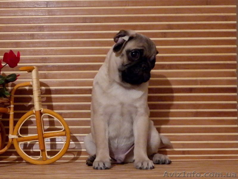Щенок мопс мальчик КСУ-FCI - <ro>Изображение</ro><ru>Изображение</ru> #5, <ru>Объявление</ru> #1325448