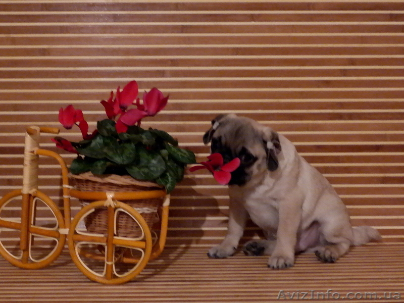 Щенок мопс мальчик КСУ-FCI - <ro>Изображение</ro><ru>Изображение</ru> #7, <ru>Объявление</ru> #1325448