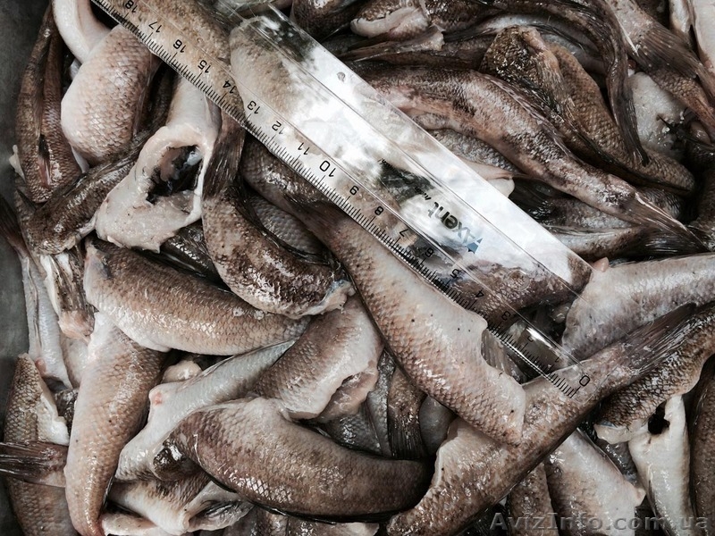 Бычки свежемороженые и продукция из бычков оптом - <ro>Изображение</ro><ru>Изображение</ru> #4, <ru>Объявление</ru> #1334080