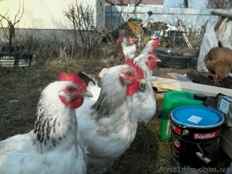 Куплю кур несушек яичного направления - <ro>Изображение</ro><ru>Изображение</ru> #3, <ru>Объявление</ru> #1333318