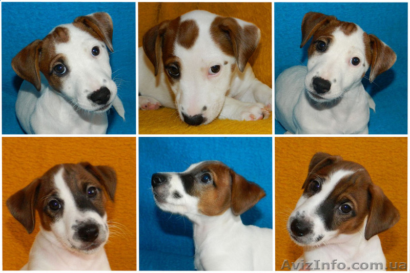 Сногсшибательные щенки джек рассел терьра - <ro>Изображение</ro><ru>Изображение</ru> #2, <ru>Объявление</ru> #1340807