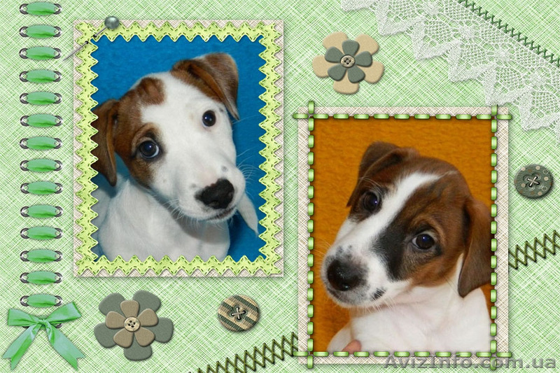 Сногсшибательные щенки джек рассел терьра - <ro>Изображение</ro><ru>Изображение</ru> #3, <ru>Объявление</ru> #1340807