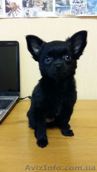 срочно продаються щенки чихуахуа - <ro>Изображение</ro><ru>Изображение</ru> #2, <ru>Объявление</ru> #1339561