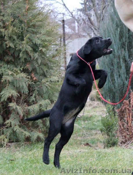Лабрадор ретривер, черная девочка  - <ro>Изображение</ro><ru>Изображение</ru> #2, <ru>Объявление</ru> #1348806