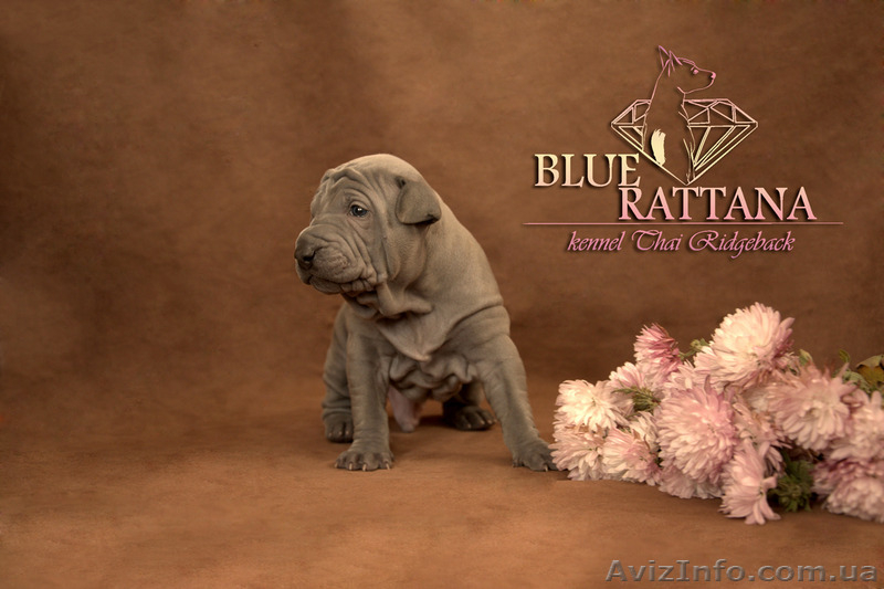 Питомник BLUE RATTANA - <ro>Изображение</ro><ru>Изображение</ru> #1, <ru>Объявление</ru> #1348847