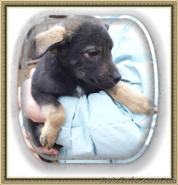 Дружок для дома, для семьи - <ro>Изображение</ro><ru>Изображение</ru> #2, <ru>Объявление</ru> #1352245