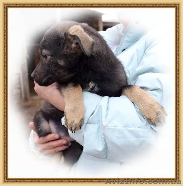 Дружок для дома, для семьи - <ro>Изображение</ro><ru>Изображение</ru> #1, <ru>Объявление</ru> #1352245