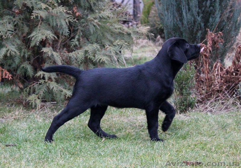 Лабрадор ретривер, черная девочка  - <ro>Изображение</ro><ru>Изображение</ru> #3, <ru>Объявление</ru> #1348806